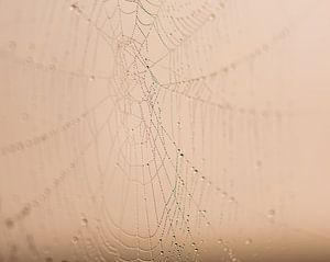 dauw op spinnenweb van Tania Perneel