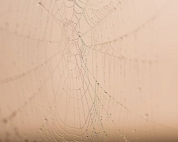 Tautropfen auf dem Spinnennetz von Tania Perneel