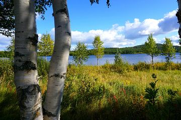 Birken an einem See in Schweden von Thomas Zacharias