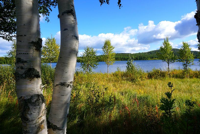 Birch trees by a lake in Sweden by Thomas Zacharias