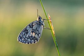 Dambordje vlinder by Hugo Meekes