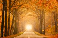 Herfstweg bij Exloo: Mystieke Tunnel met Mist en Warme Kleuren van KB Design & Photography (Karen Brouwer) thumbnail