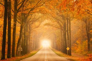 Route d'automne près d'Exloo : Tunnel mystique avec brume et couleurs chaudes