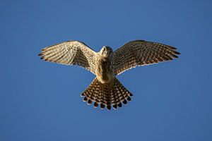 Betender Falke: Kraft in der Luft