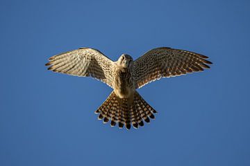 Biddende Valk: Kracht in de Lucht