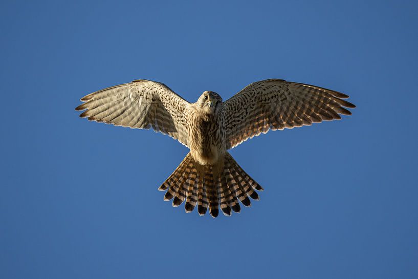 Biddende Valk: Kracht in de Lucht van Thijs Schouten