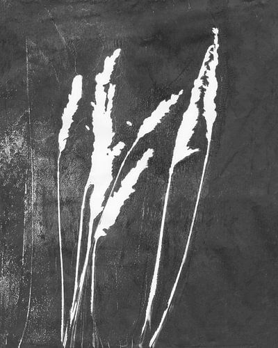 Wit gras op zwart. Natuurlijk leven. Botanische kunst.