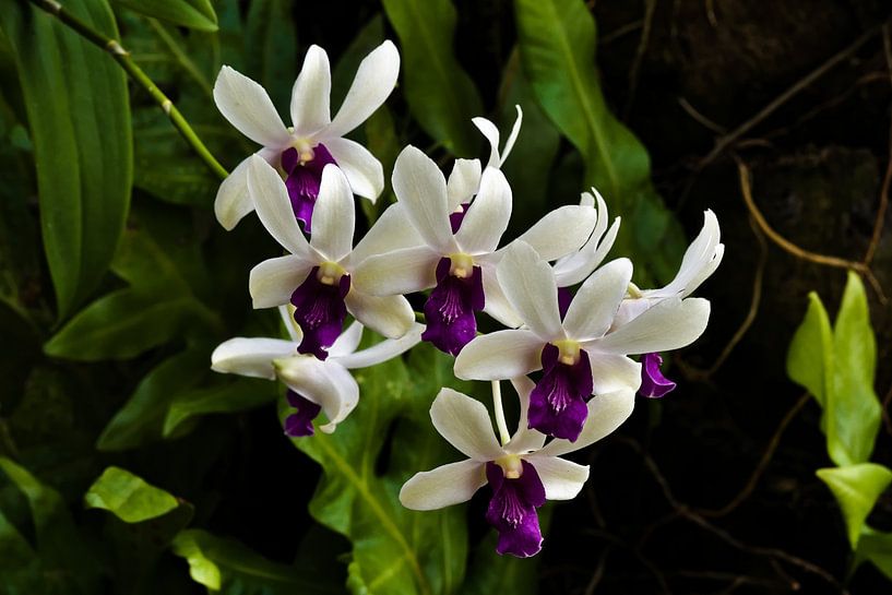 Vibrant orchid flowers with deep purple centres by Frank Photos