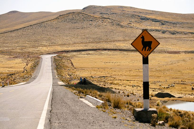 Lama crossing van Gert-Jan Siesling