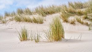 Stranddüne mit Strandhafer die Schoorl-Dünen von eric van der eijk