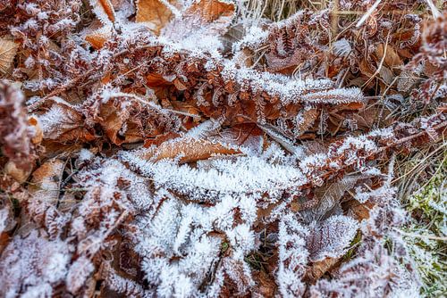 Between autumn and winter 3 van Annemieke Linders