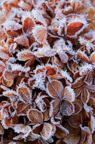 Frozen leafs, near Brixen, Italy.