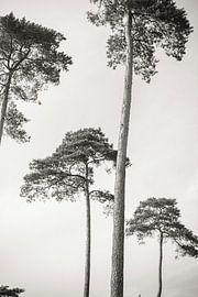 Pine Trees Against the Sky