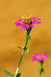 Paarse Zinnia