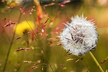 Pusteblume von Kurt Krause