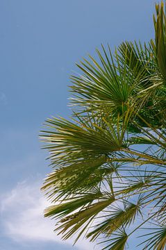 Oprijzende Palmbomen: Een Boog van Natuurlijke Pracht van Mélanie Roelandts