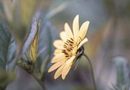 Silphium terebinthinaceum von Tania Perneel Miniaturansicht