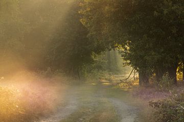 Mysterious road by KB Design & Photography (Karen Brouwer)