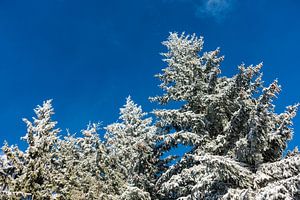 Trees in winter time van Rico Ködder