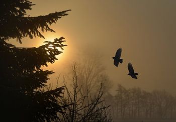 Raven in de ochtendmist