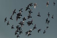 les pigeons voyageurs en quelques mots