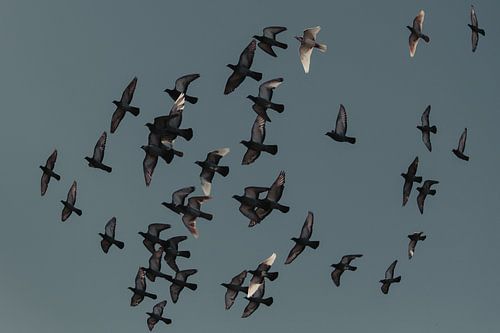 postduiven in vogelvlucht