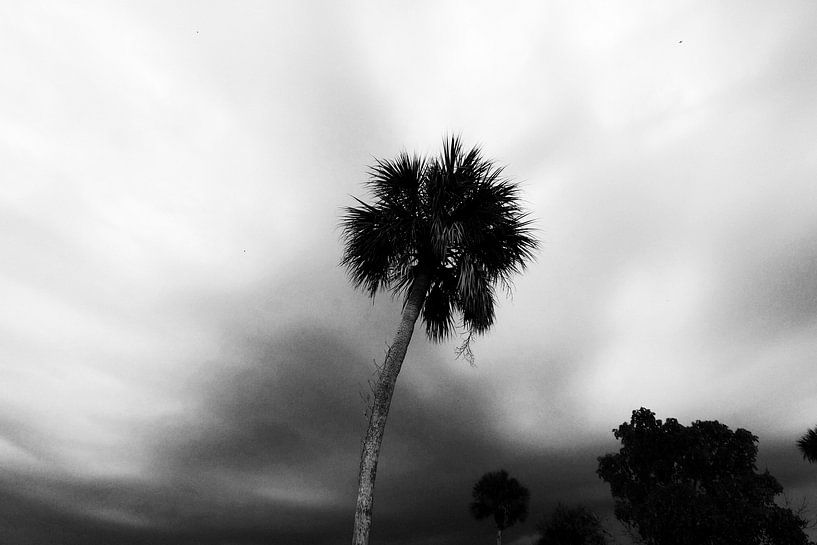 Palme im Sturm von Walljar
