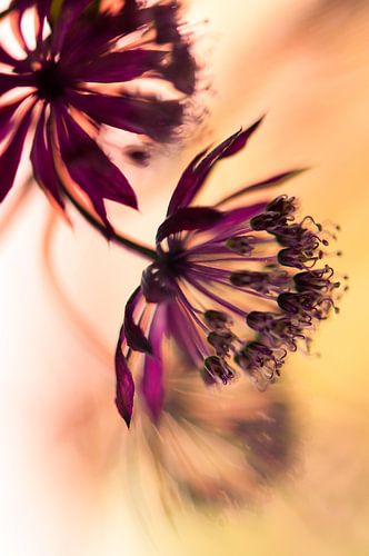 Astrantia Major Ruby