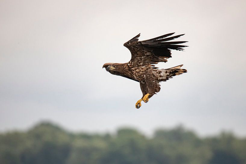 Weißkopfseeadler, Haliaeetus albicilla. Weißschwanzadler von Gert Hilbink