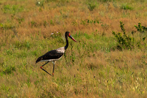 Saddle-Billed Stork Walking in Grassland Savanna