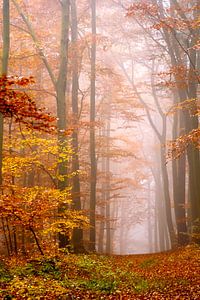 Loofbos in de mist