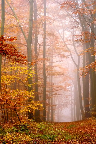 Deciduous forest in the mist by Kirsten Warner