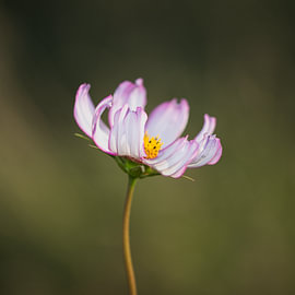 Blume im Fokus von JosvRfotografie