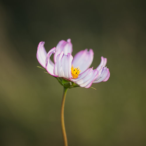Flower in focus