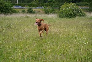 Auf der Wiese mit einem braunen Magyar Vizsla Drahthaar.