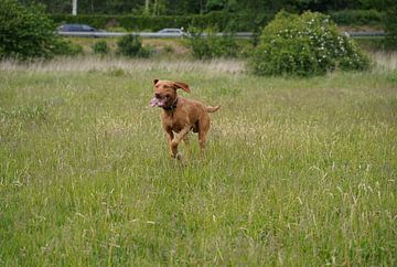 Auf der Wiese mit einem braunen Magyar Vizsla Drahthaar.