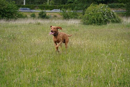In de wei met een bruine Magyar Vizsla draadhaar.