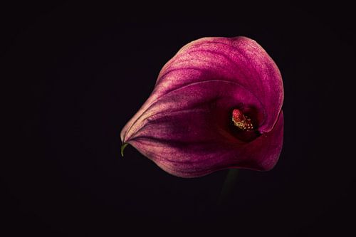 Aronskelk Calla Zantedeschia