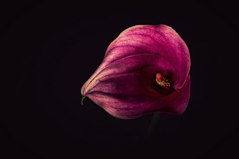 Arum Calla Zantedeschia von Mayra Fotografie