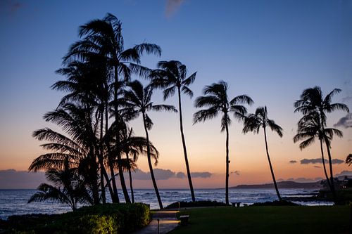 Palmbomen op het strand van Kaua'i (Hawaii)