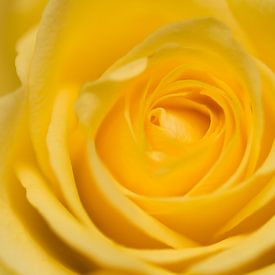 Yellow Rose von Kimberly van Aalten
