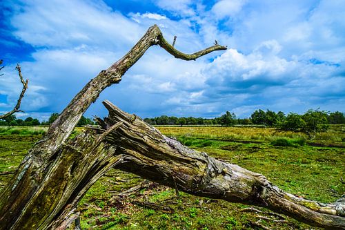 Geknakte boom bij Bargerveen