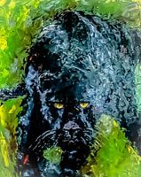 Panter