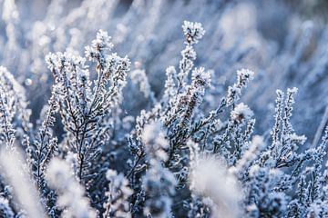 Winter details in het Witte Veen 3 | Bevroren heide van Ratna Bosch