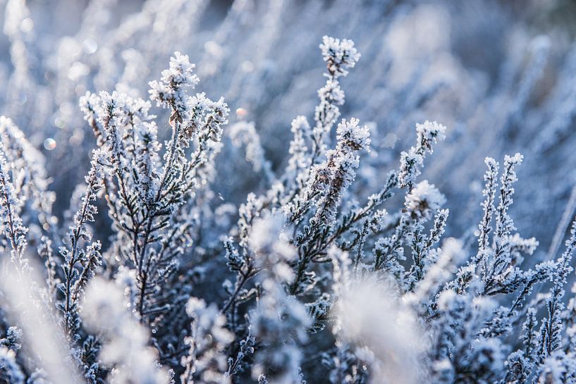 Winter details in the White Bog 3 | Frozen heathland by Ratna Bosch