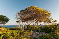 Cala d'Or, Spanje van Robin Kiewiet thumbnail