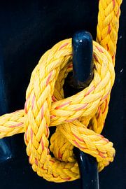 Ein Detail einer Seerosenblüte an Deck von scheepskijkerhavenfotografie
