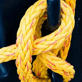 Ein Detail einer Seerosenblüte an Deck von scheepskijkerhavenfotografie