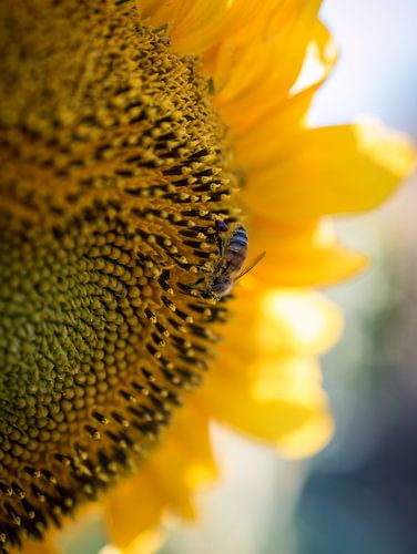 Bij op een Zonnebloem