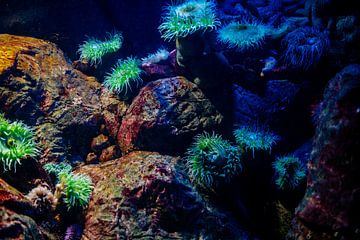 Colorful aquascape with sea anemone in the Atlantic ocean, Portugal. by Jelena Jovanovic Fine Art